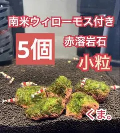 南米ウィローモス付き赤溶岩石(小粒)5個セット
