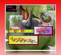 2025年最新】キングアーサー アガベの人気アイテム - メルカリ