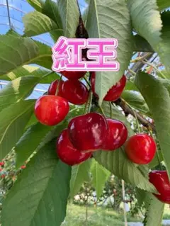 2 贈答用 やまがた紅王 バラ詰 1kg 画像が現物 2，3Lメイン 23