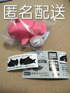 サメジャー アカシュモクザメ