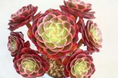 多肉植物 アエオニウム アエオニウム属 玉姿 Yuzi 群生 - メルカリ