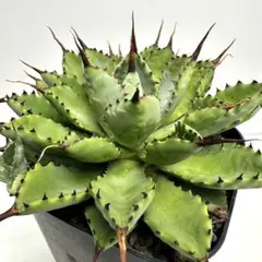 現物出品！アガベ 木刺×妖炎 BOSSハイブリッド タグ付！約20cm - メルカリ