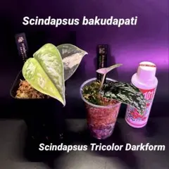 (専用商品)スキンダプサス　シルバーメタリック バクダパティ　A1 2025年最新】バクダパティの人気アイテム - メルカリ