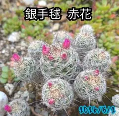 サボテン 銀手毬 蕾付き 赤花 抜き苗 多肉植物のサムネイル
