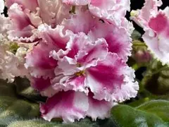 ＊セントポーリア＊KF-Christian Traditions SP＊SP株＊のサムネイル