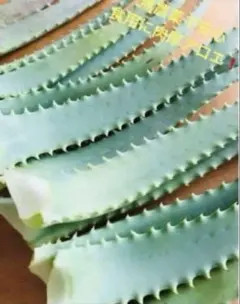 【無農薬❗️】新鮮❗️オーガニック・キダチアロエ！大きな葉・箱いっぱい★☆