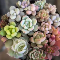 ❤️スペシャルエケベリアセダムセット カット苗　多肉植物