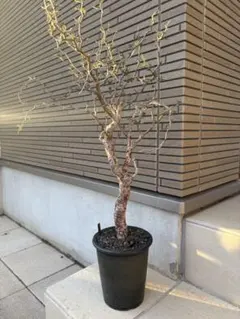 【セール】コミフォラ　シヌアタ　No.001　鉢、送料込　メルカリ便 セール】コミフォラ シヌアタ No.001 鉢、送料込 メルカリ便