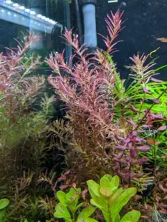 特価○xyris sp red水中葉子株1株水草ADA水槽
