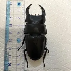 チョウセンヒラタクワガタ標本 - メルカリ