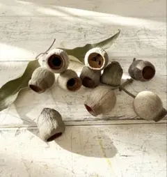 ドライフラワー花材❁⃘*.゜ユーカリベルガムナッツ