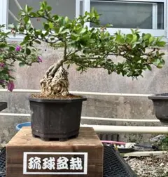 2025年最新】盆栽の人気アイテム - メルカリ