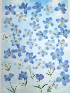 押し花　NO.391デルフィニウム　レースフラワー 押し花 NO.391 デルフィニウム レースフラワー - メルカリ
