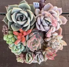 多肉植物　寄せ植えセット11 ルイーズ×ラズリムなど