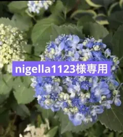 2025年最新】三河千鳥 ミカワチドリ苗の人気アイテム - メルカリ