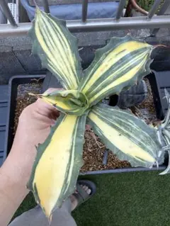 2026年最新】サルミアナ フェロックスの人気アイテム - メルカリ