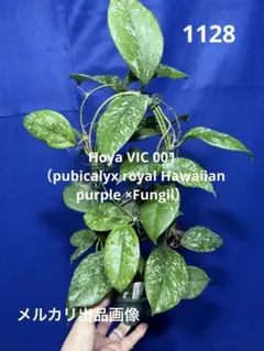 2025年最新】hoya・pubicalyxの人気アイテム - メルカリ