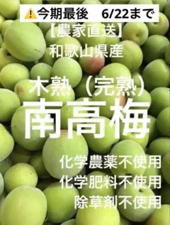 農家直送】和歌山県産 完熟南高梅 木熟 有機的栽培 約5㎏ - メルカリ
