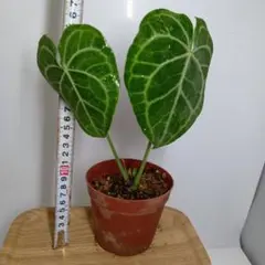 希少　アンスリウム　クラリネルビウム　斑入り　美株　激レア　鉢ごとメルカリ便① 希少 アンスリウム クラリネルビウム 斑入り 美株 激レア 鉢ごと