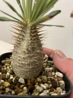 2025年最新】内田裕太 鉢の人気アイテム - メルカリ