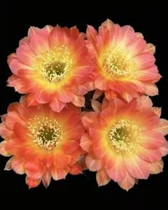花サボテン ロビビア 焰極 花芽あり - メルカリ