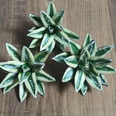 2025年最新】笹の雪 輝山の人気アイテム - メルカリ