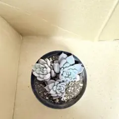 2025年最新】青鬼 多肉の人気アイテム - メルカリ