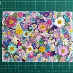 押し花素材　カラフル小花