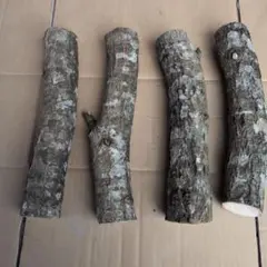 Item thumbnail for item cefa78be-cbf2-4e29-9f3d-981fcdaf70a2