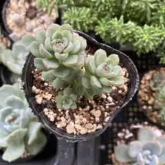 多肉植物 つぶつぶ屋 ざらめ 抜き苗 - メルカリ