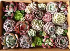 395 多肉植物カット苗セット 寄せ植えに♪