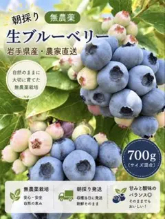 信州産☆生ブルーベリー700g【クール便発送】【朝採り】【農薬不使用 