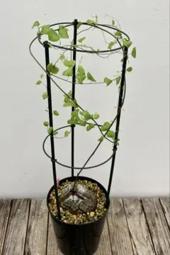 塊根植物 ディオスコレア エレファンティペス アフリカキッコウリュウ