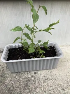 ナツメ　ひこばえのサムネイル
