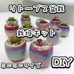 専用出品　コノフィツム盆栽DIY栽培キット　ミニミニサイズ