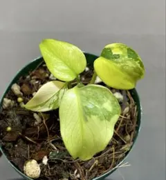 Zamioculcas Black Variegated (GoldenTop) | Mercari