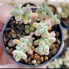 ちゃっぴー様 リクエスト 3点 まとめ商品