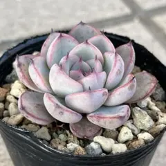 2025年最新】おらいさん苗の人気アイテム - メルカリ