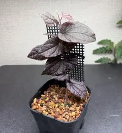 2026年最新】PIPER 観葉植物の人気アイテム - メルカリ