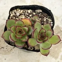 粉月影 抜き苗 多肉植物 エケベリア - メルカリ