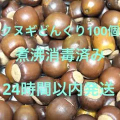 クヌギどんぐり　1〜1.5㎝位 100個