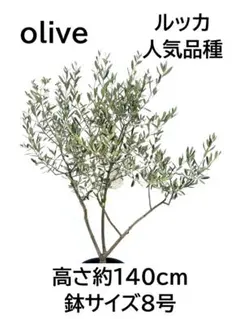 オリーブの木,た植物/観葉植物ルッカ『特大、綺麗な樹形。幹太❗️樹高