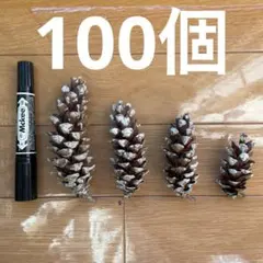 ストローブマツ100個 ミックスサイズ