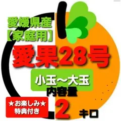 愛媛県産　愛果28号【家庭用】小玉~大玉混合　内容量２キロ