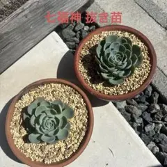 多肉植物✩.*˚七福神 抜き苗 多肉植物✩.*˚七福神 抜き苗