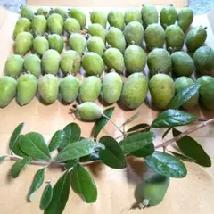 梨グアバ実生苗4本セット 梨グアバ実生苗4本セット