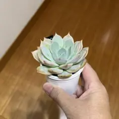 錦玉園特選コロラータ×中里リンゼアナ札付きポットごとメルカリ便ルイパパさん苗 錦玉園特選コロラータ×中里リンゼアナ札付きポットごとメルカリ便