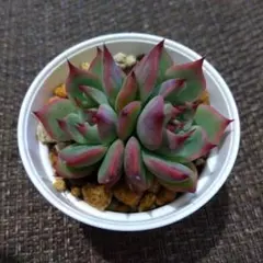 2025年最新】リンゼアナの人気アイテム - メルカリ