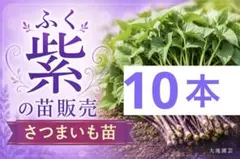 2026年最新】ふくむらさき 苗の人気アイテム - メルカリ