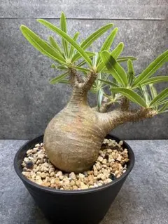 2025年最新】グラキリス 現地球の人気アイテム - メルカリ